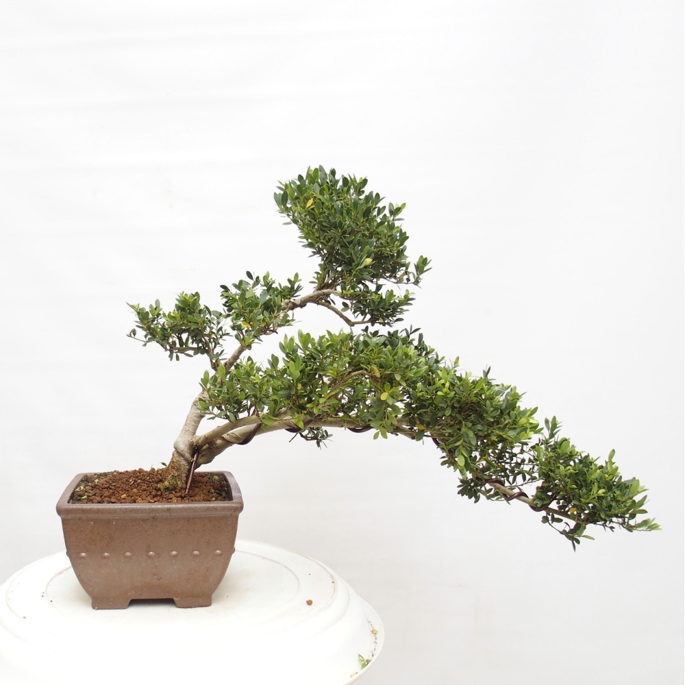 Bonsái de habitación - Ilex crenata - Acebo