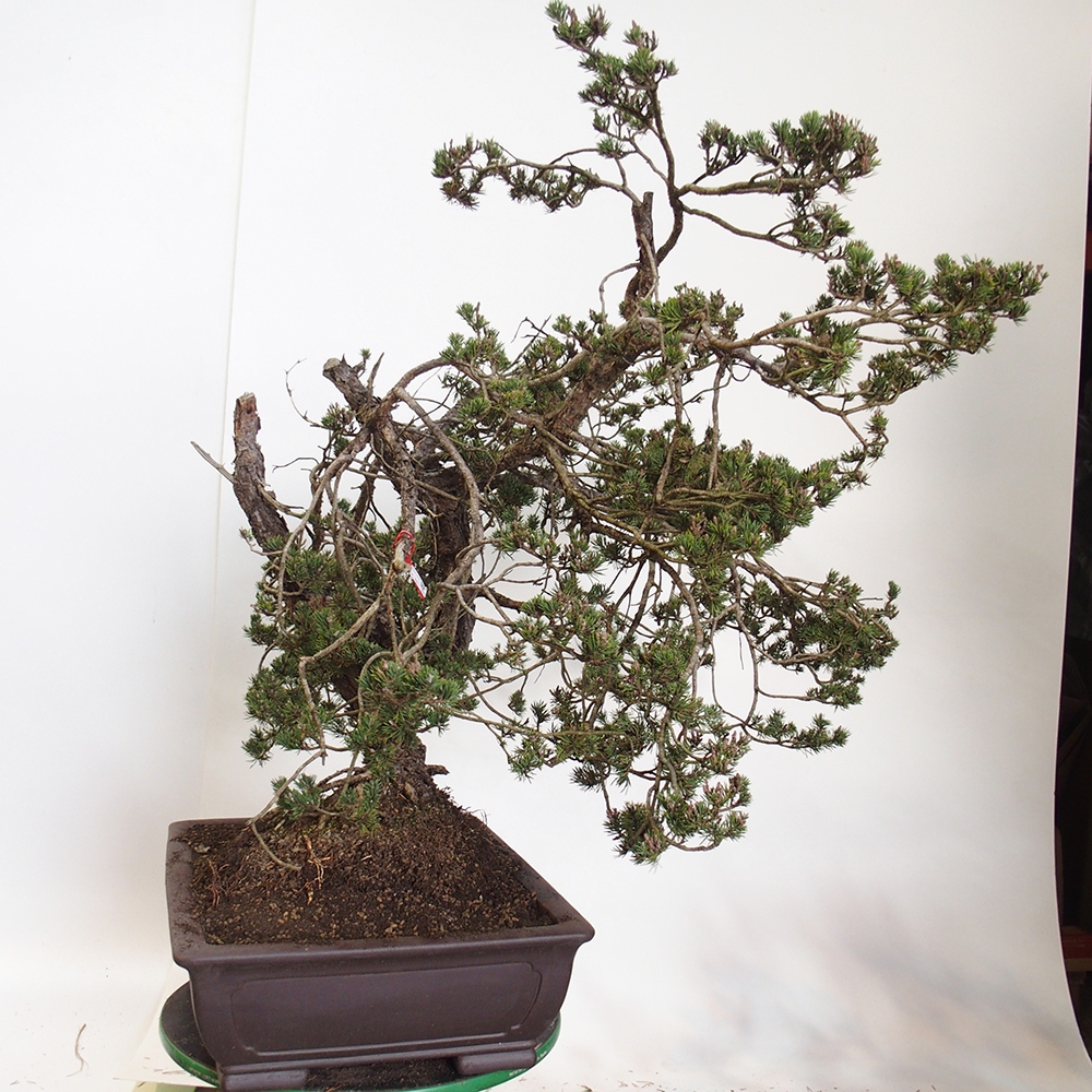 Yamadori - Pinus sylvestris España