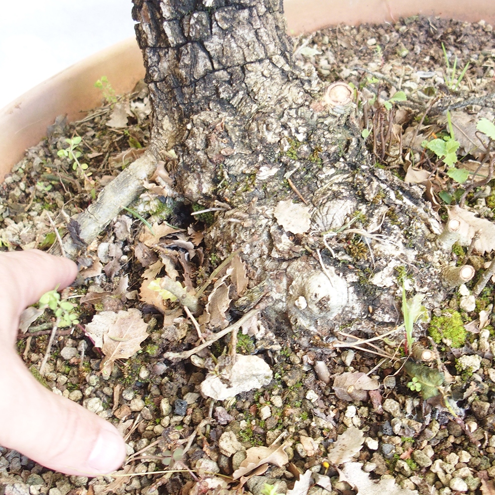 Bonsái de exterior Quercus Cerris - Roble Cer