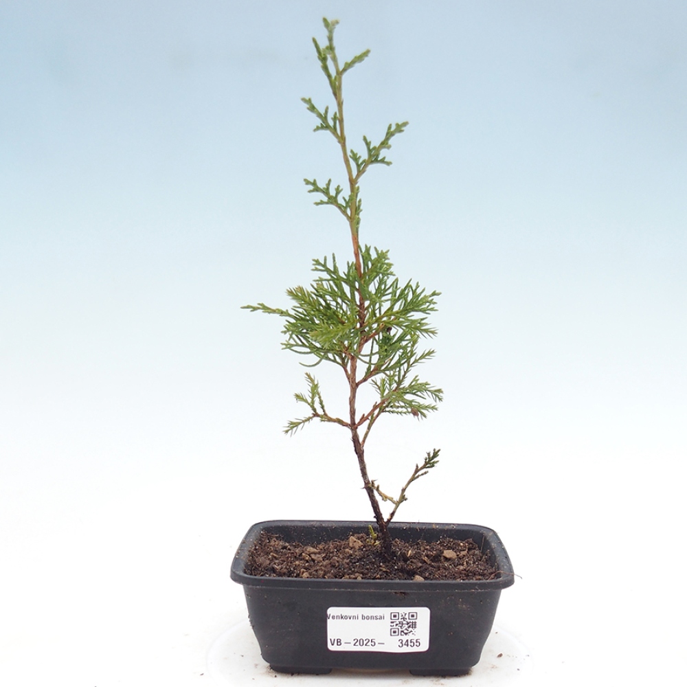 Bonsái de exterior - Juniperus chinensis Itoigawa