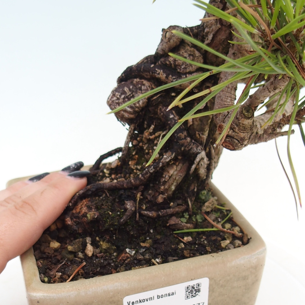 Bonsái de exterior - Pinus thunbergii - Pino Thunberg