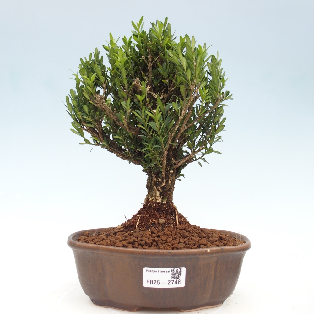 Bonsái de habitación - Buxus harlandii - buxus de corcho