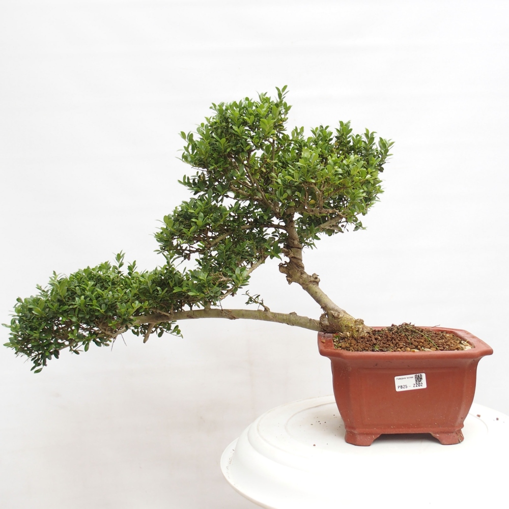 Bonsái de habitación - Ilex crenata - Acebo