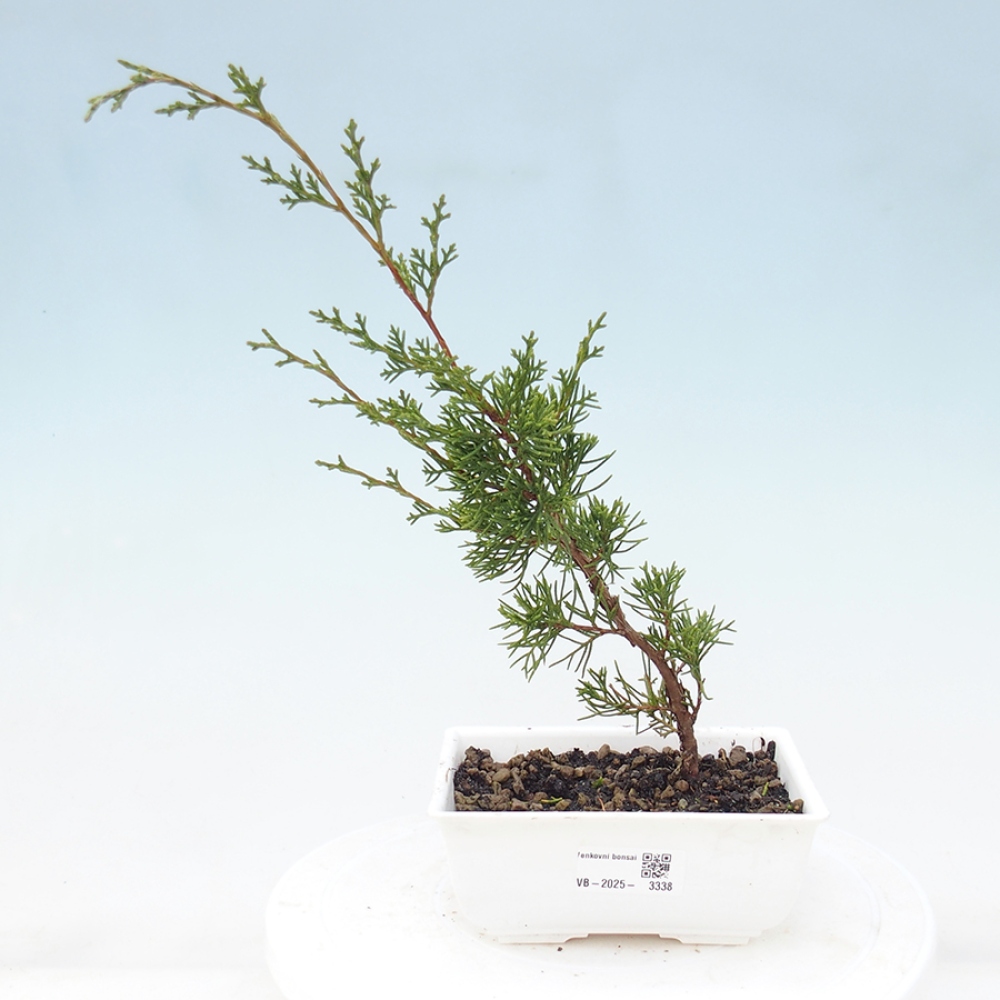 Bonsái de exterior - Juniperus chinensis Itoigawa