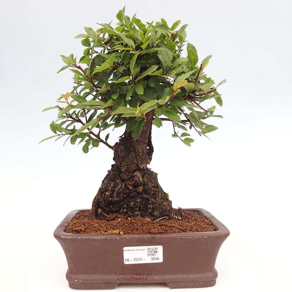 Bonsai de exterior - Zelkova - Zelkova NIRE