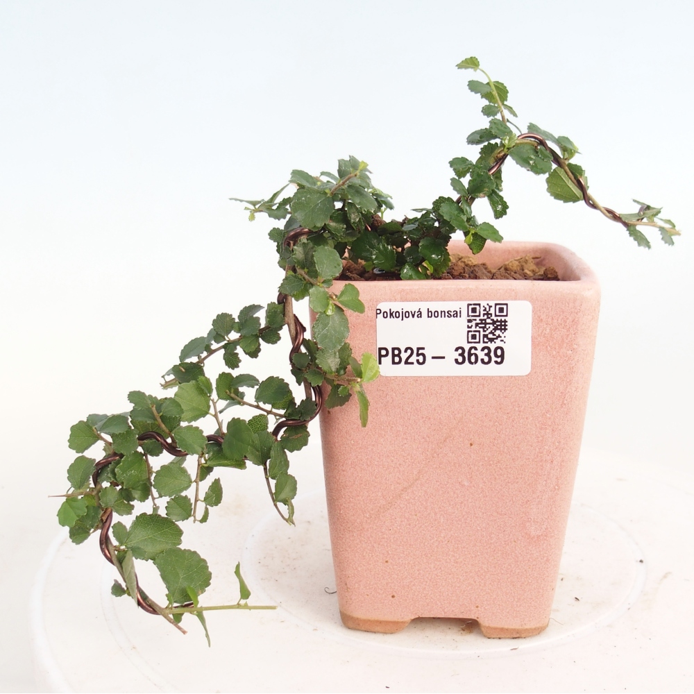 Bonsái de habitación - Grewia sp. - Grewia malafolia