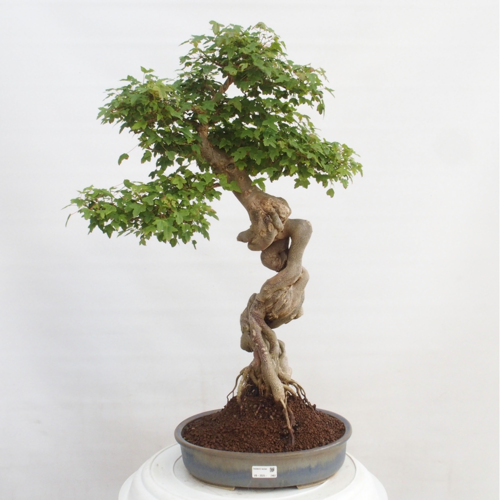 Bonsai de exterior - Acer Buergerianum - Arce hamburgués