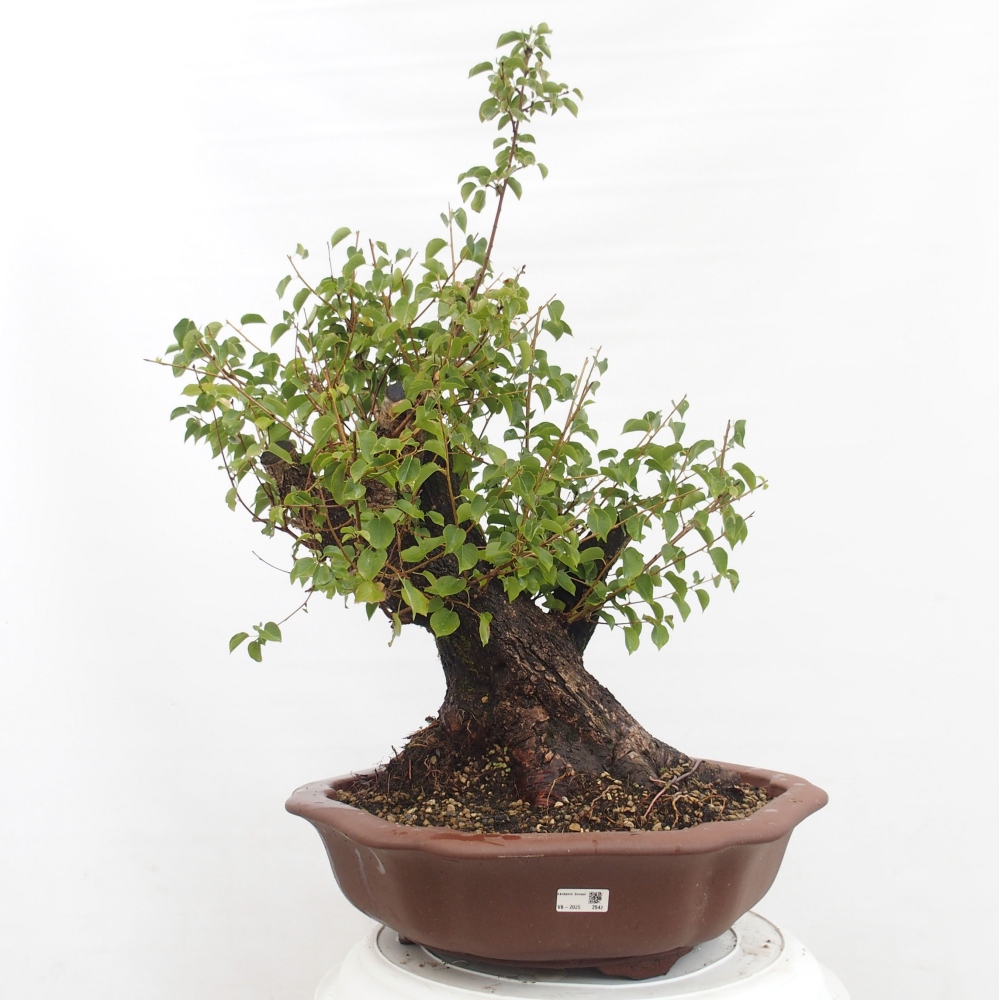 Bonsai de exterior - Mahalebka - Prunus mahaleb