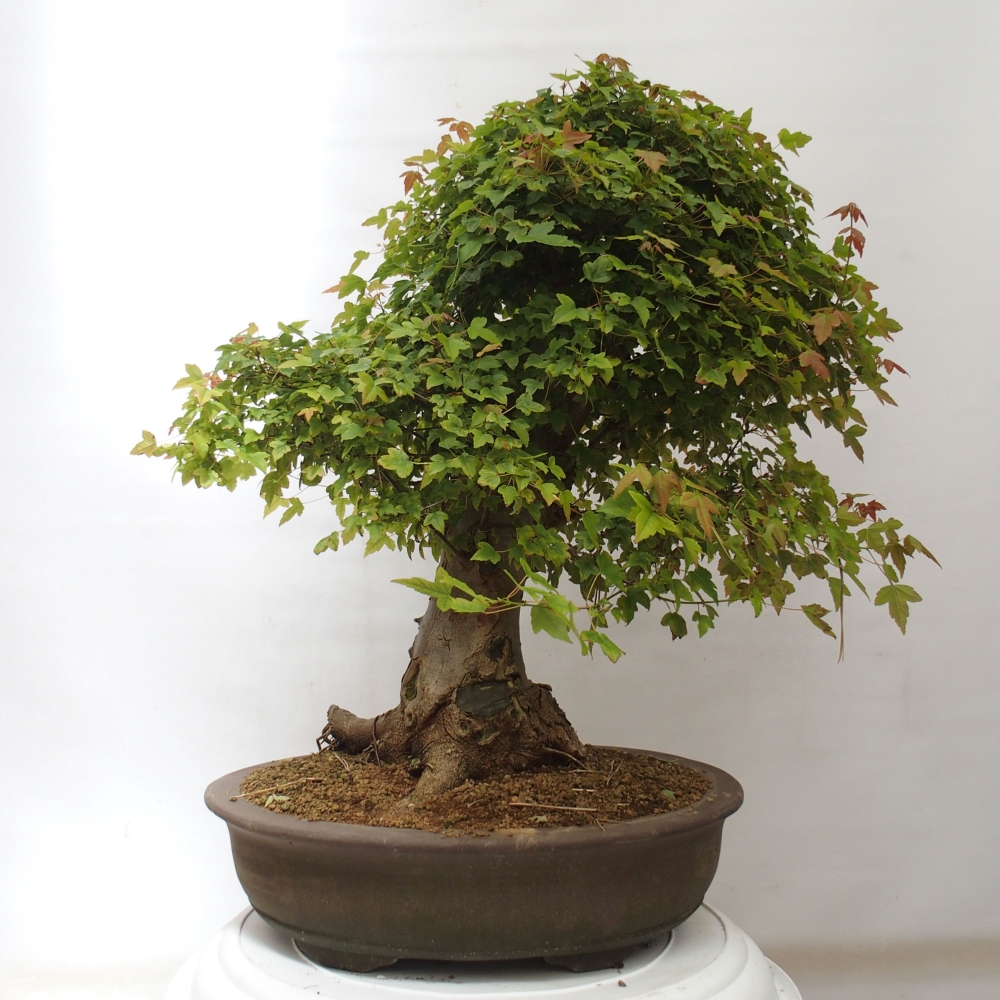 Bonsai de exterior - Acer Buergerianum - Arce hamburgués