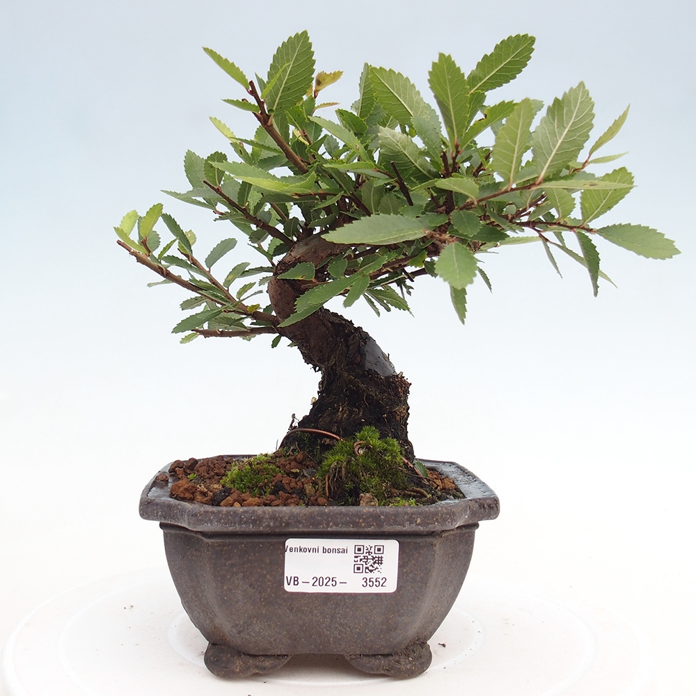 Bonsai de exterior - Zelkova - Zelkova NIRE