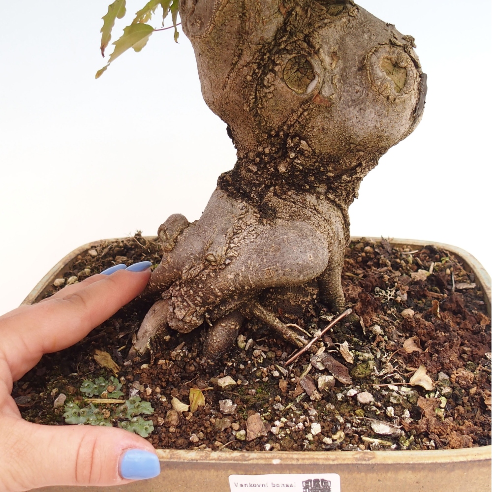 Bonsai de exterior - Acer Buergerianum - Arce hamburgués