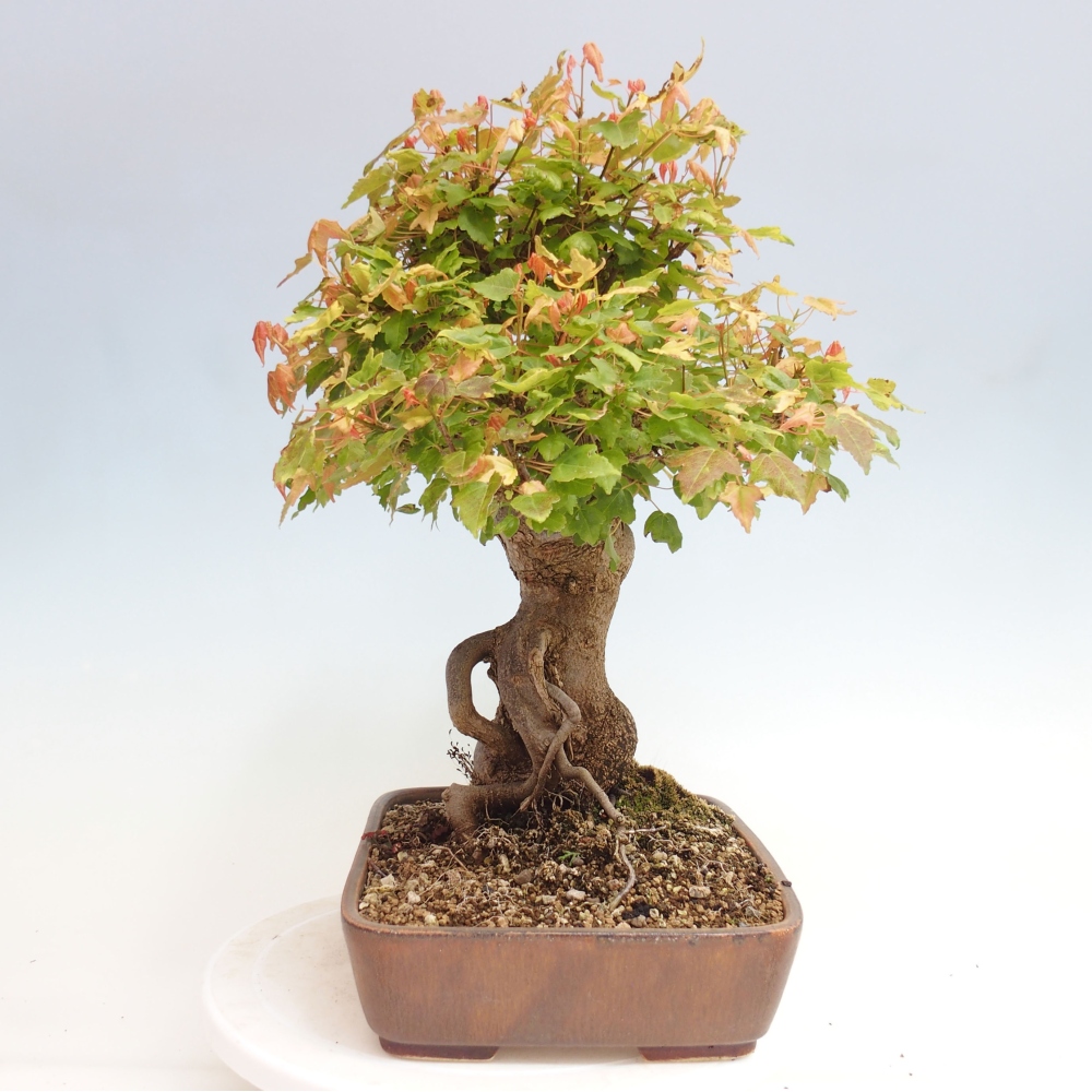 Bonsai de exterior - Acer Buergerianum - Arce hamburgués