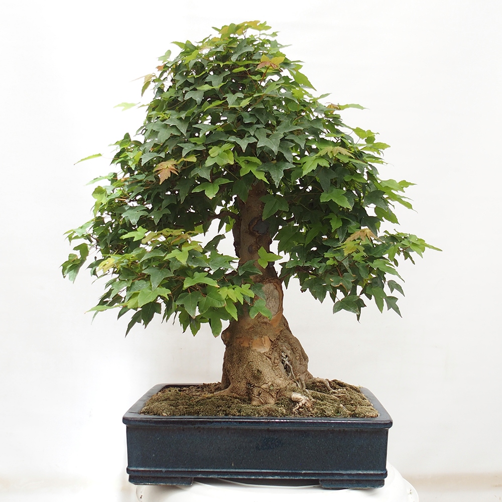 Bonsai de exterior - Acer Buergerianum - Arce hamburgués
