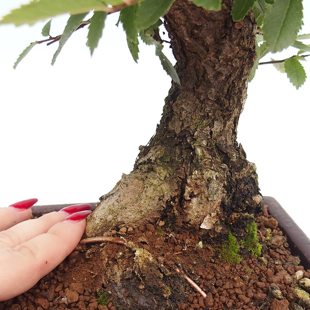 Bonsai de exterior - Zelkova - Zelkova NIRE