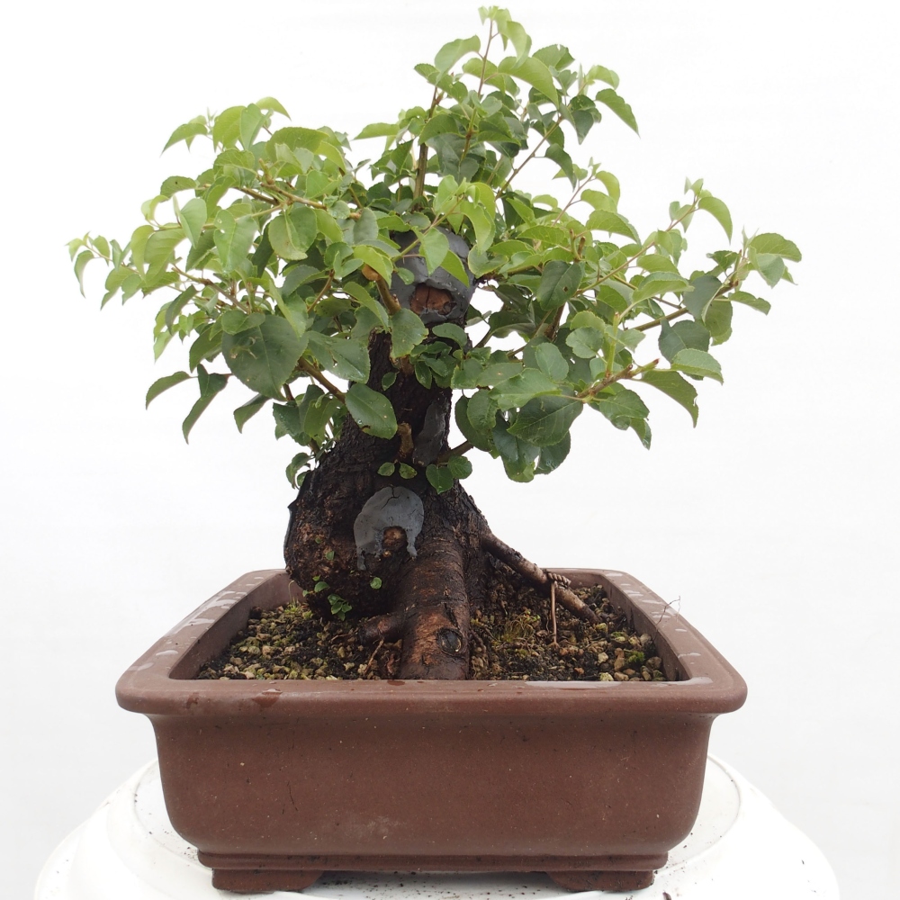 Bonsai de exterior - Mahalebka - Prunus mahaleb