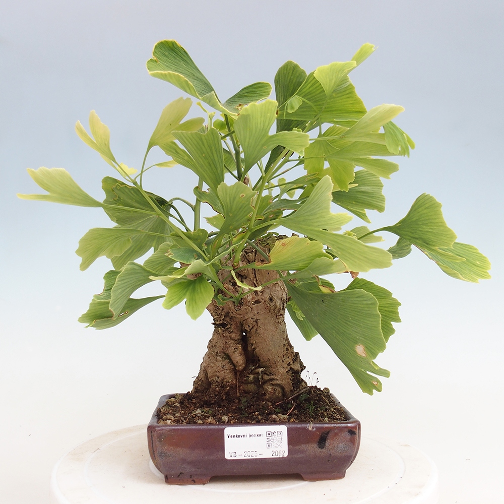Bonsai de exterior - Ginkgo biloba - Ginkgo biloba