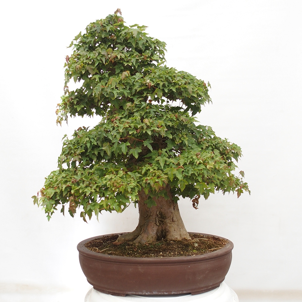 Bonsai de exterior - Acer Buergerianum - Arce hamburgués