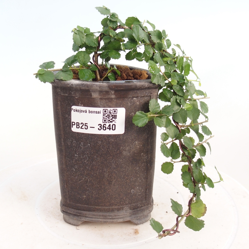 Bonsái de habitación - Grewia sp. - Grewia malafolia