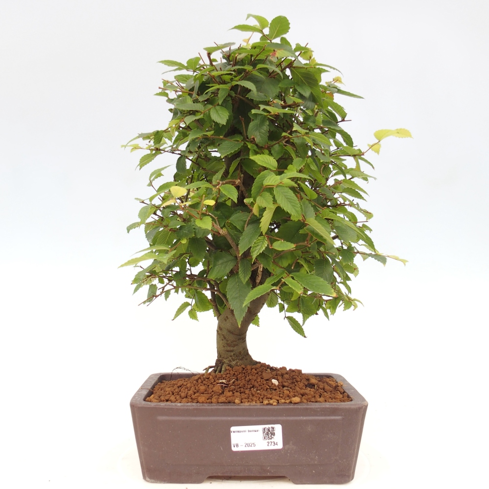 Bonsai de exterior - Zelkova - Zelkova NIRE