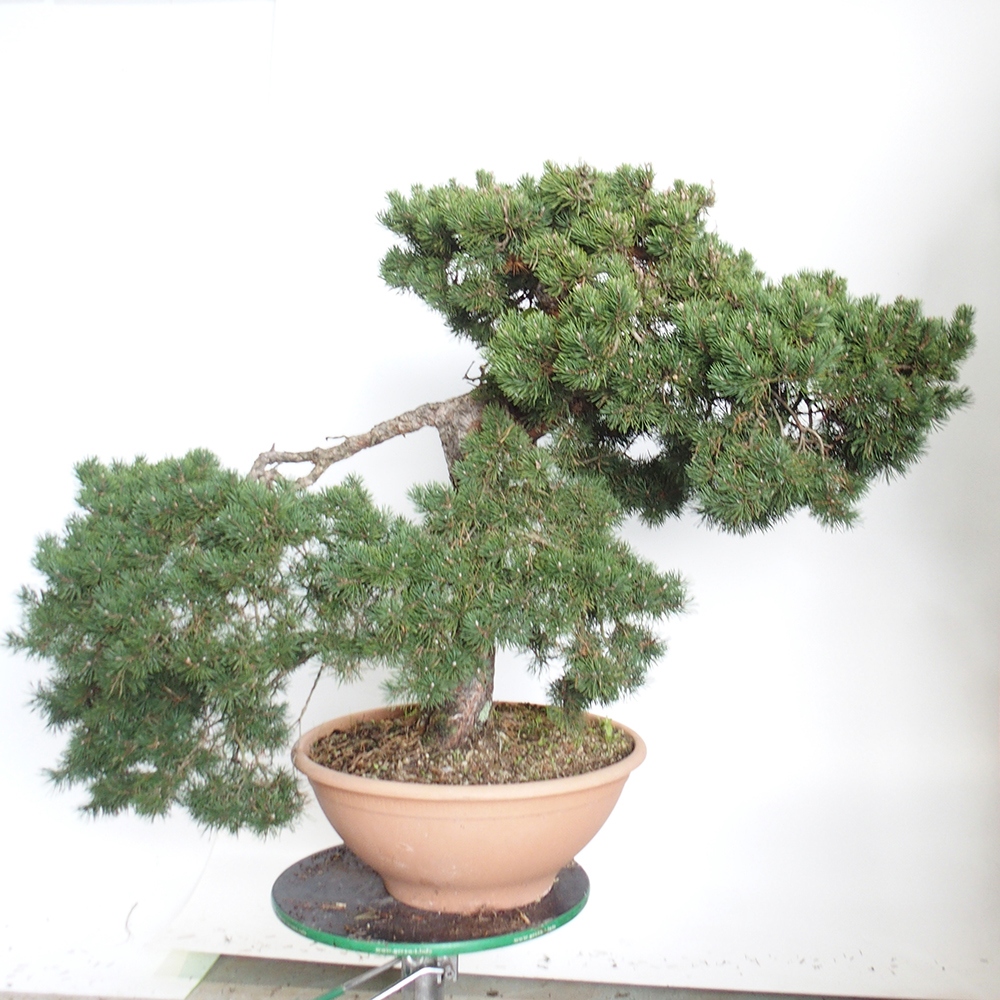 Yamadori - Pinus sylvestris España