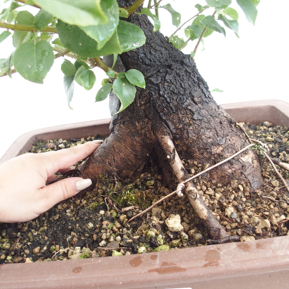 Bonsai de exterior - Mahalebka - Prunus mahaleb
