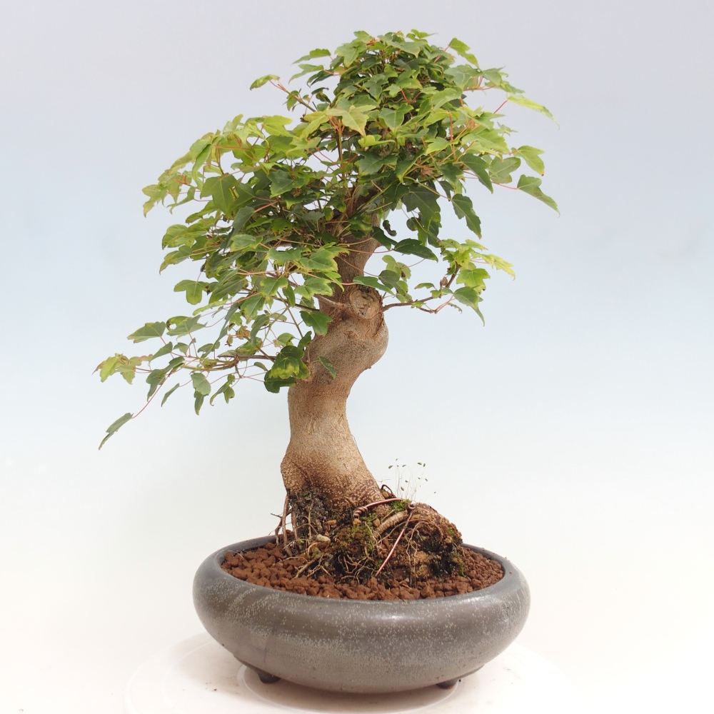 Bonsai de exterior - Acer Buergerianum - Arce hamburgués