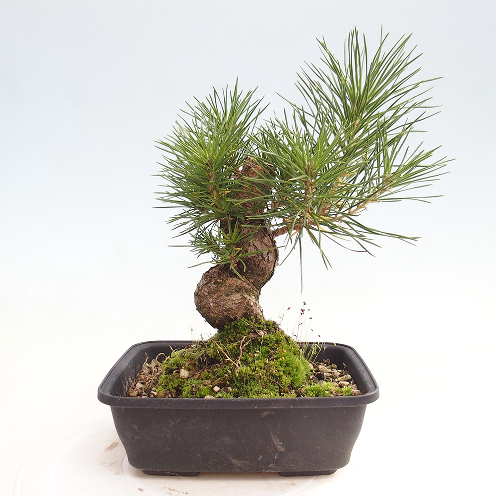 Bonsái de exterior - Pinus thunbergii - Pino Thunberg
