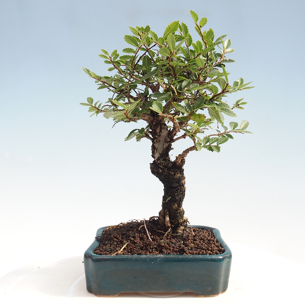 Bonsai de exterior - Zelkova - Zelkova NIRE