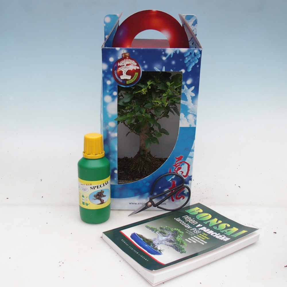 Bonsái de habitación en caja de regalo Ligustrum chinensis - Pico de pájaro