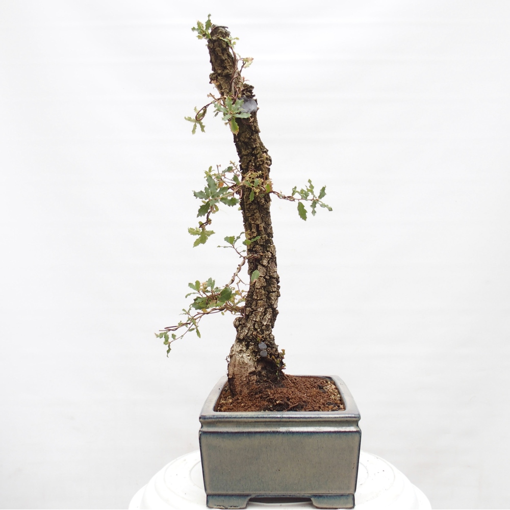Yamadori - Quercus Ilex - Acebo de encina