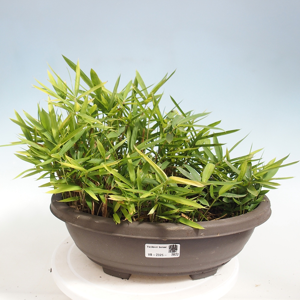 Bonsai de exterior - Pleioblastus argenteostriatus f.pumilus - Bambú enano