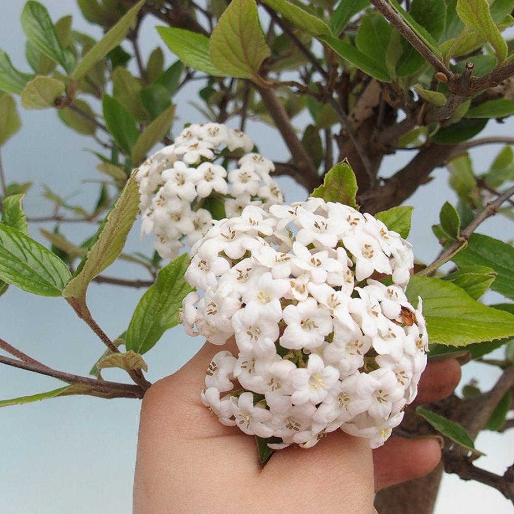 Bonsái de exterior-Kalina Bodnanská - Viburum carlesii hemsi