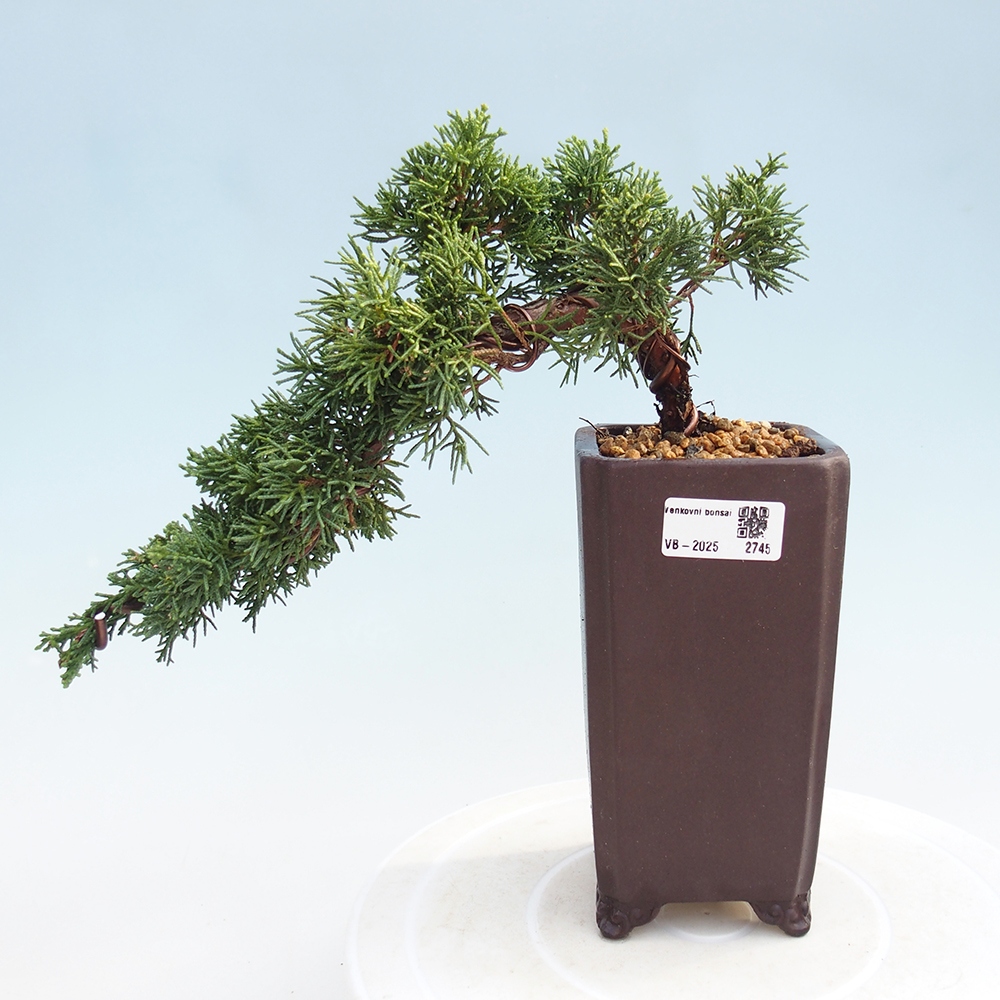 Bonsái de exterior - Juniperus chinensis Kishu