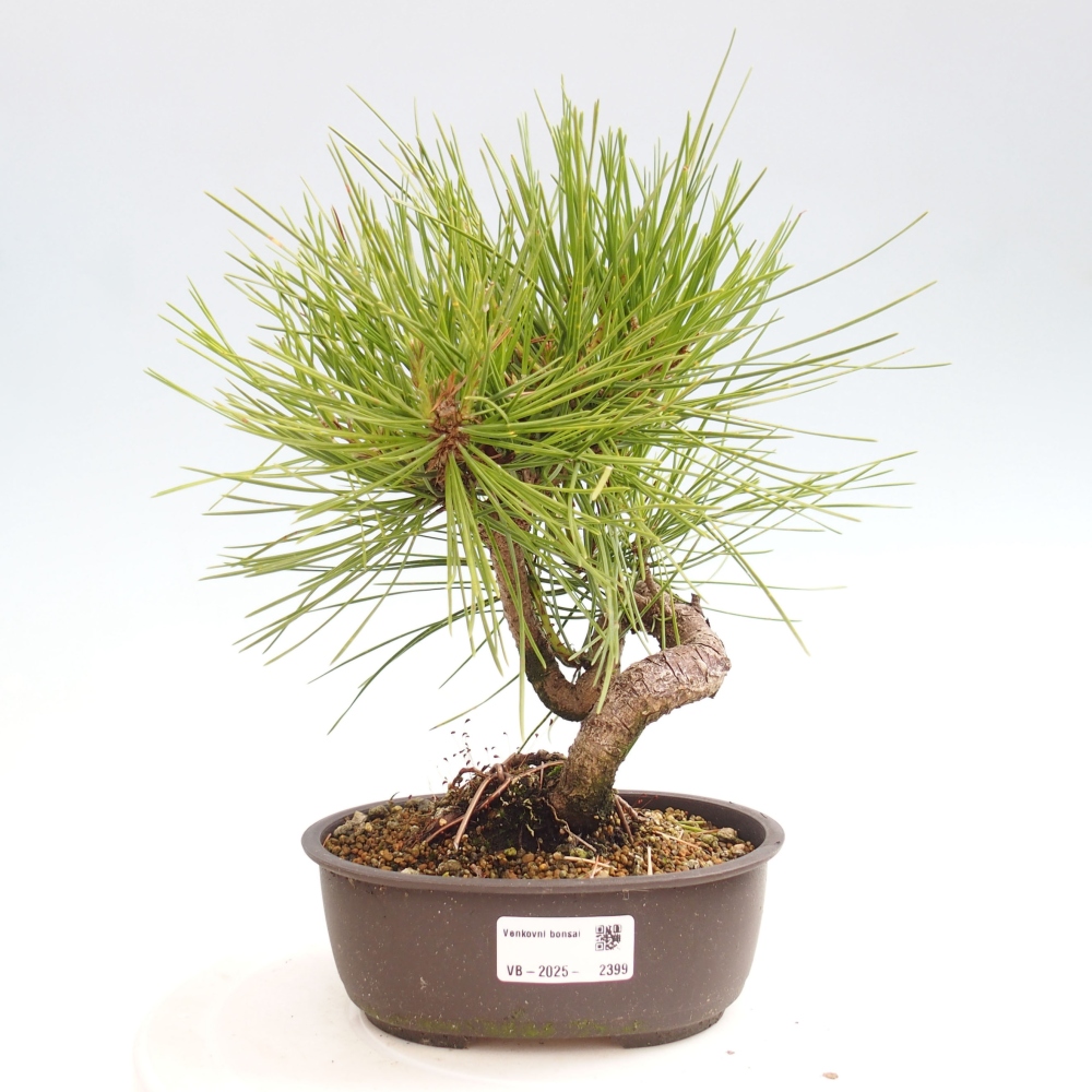 Bonsái de exterior - Pinus thunbergii - Pino Thunberg