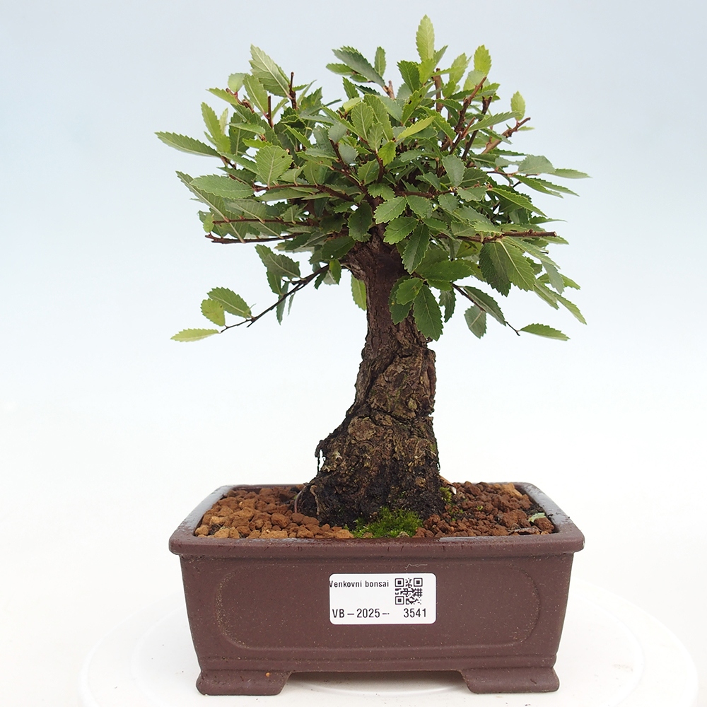 Bonsai de exterior - Zelkova - Zelkova NIRE
