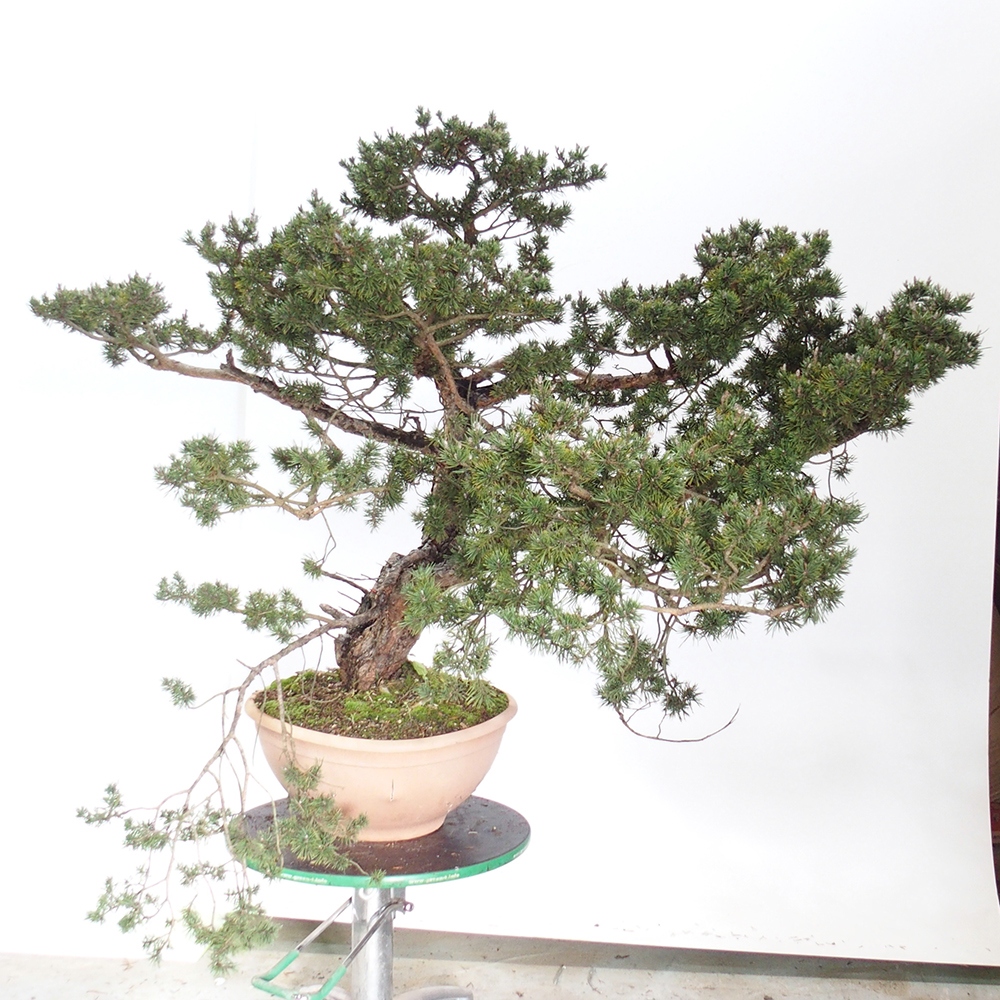 Yamadori - Pinus sylvestris España