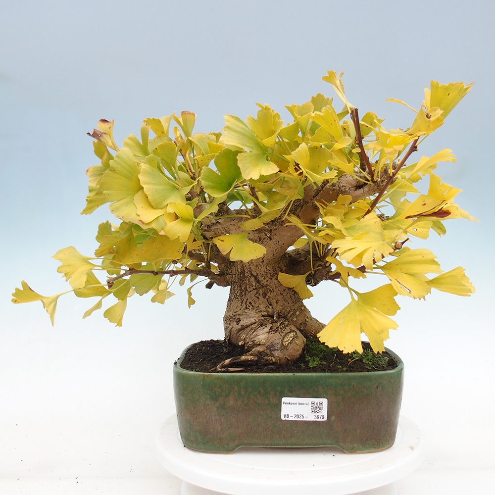 Bonsai de exterior - Ginkgo biloba - Ginkgo biloba
