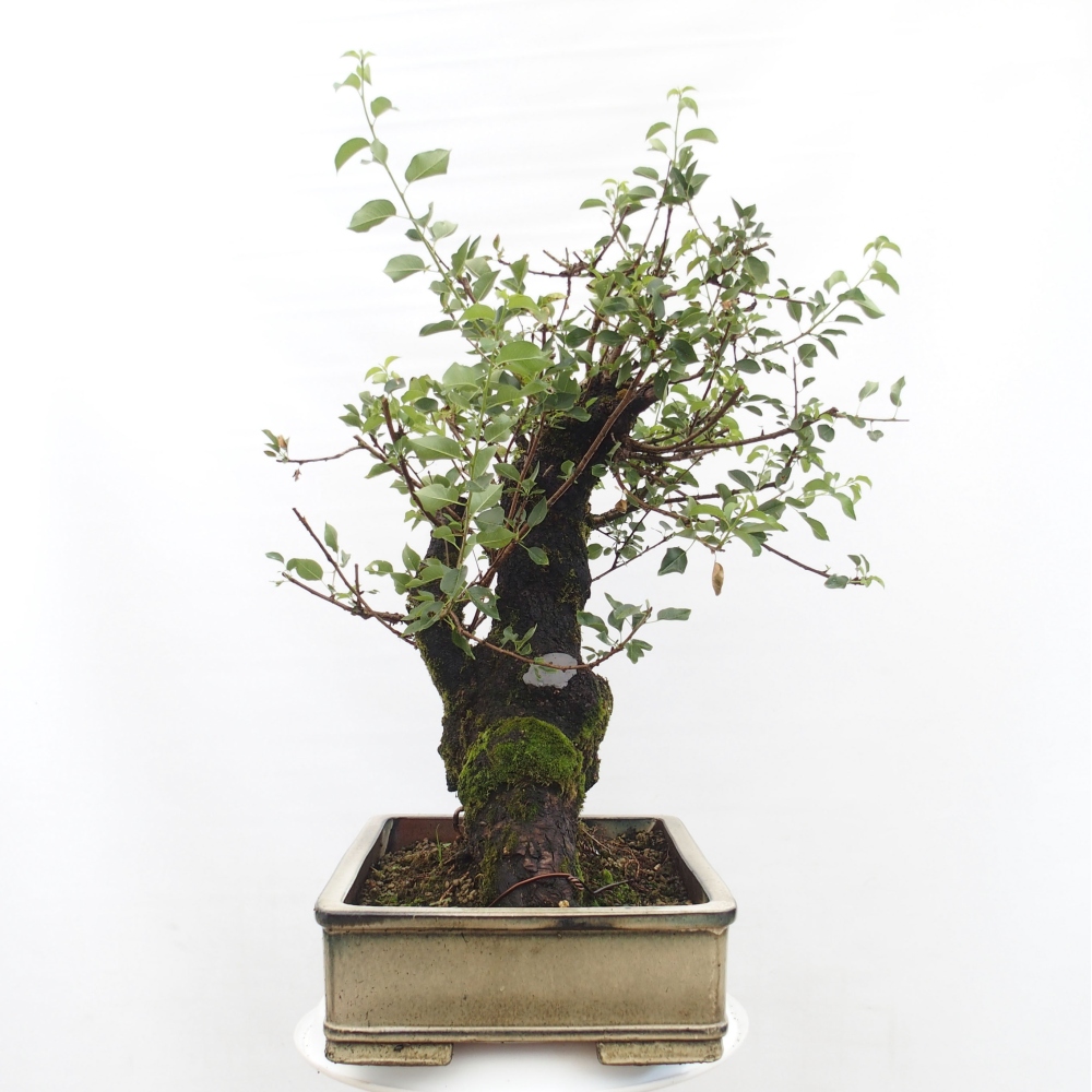 Bonsai de exterior - Mahalebka - Prunus mahaleb