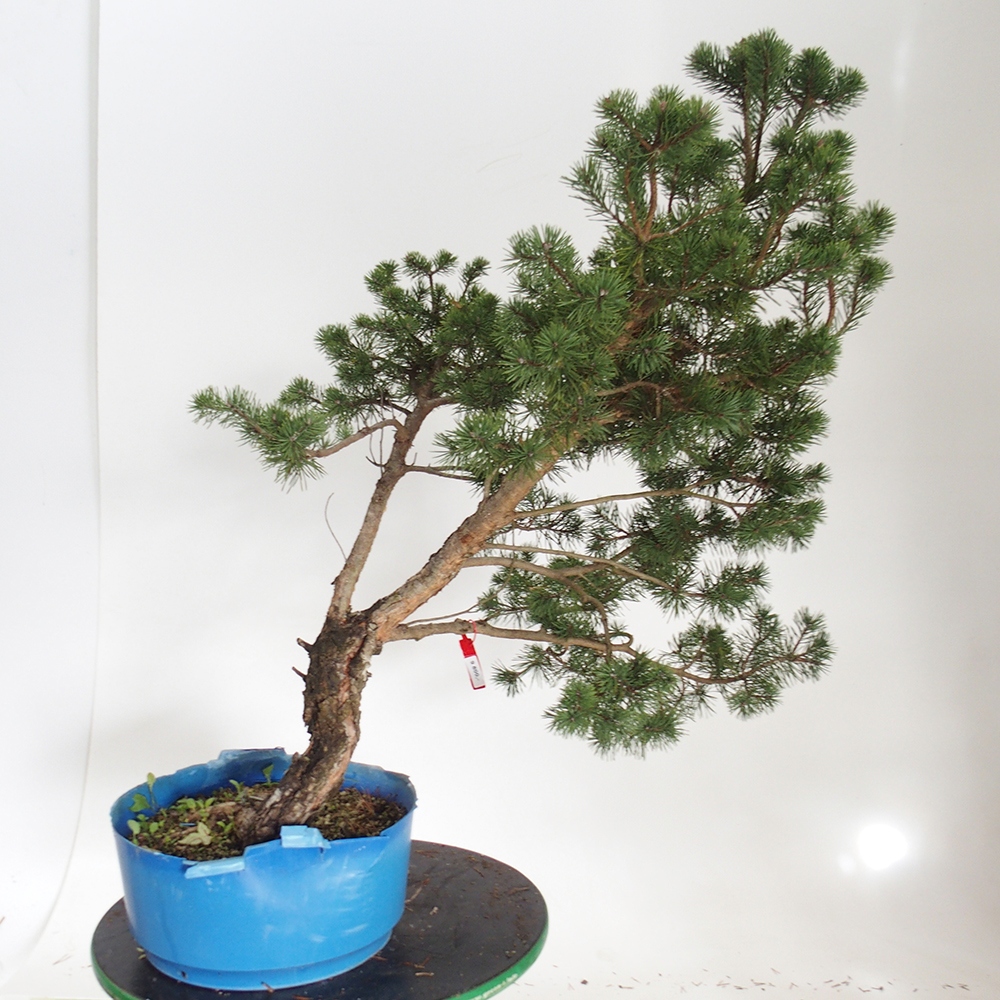 Yamadori - Pinus sylvestris España