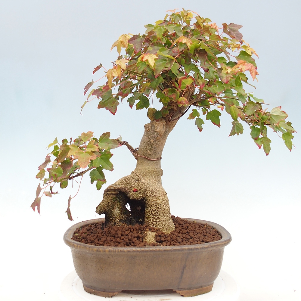 Bonsai de exterior - Acer Buergerianum - Arce hamburgués