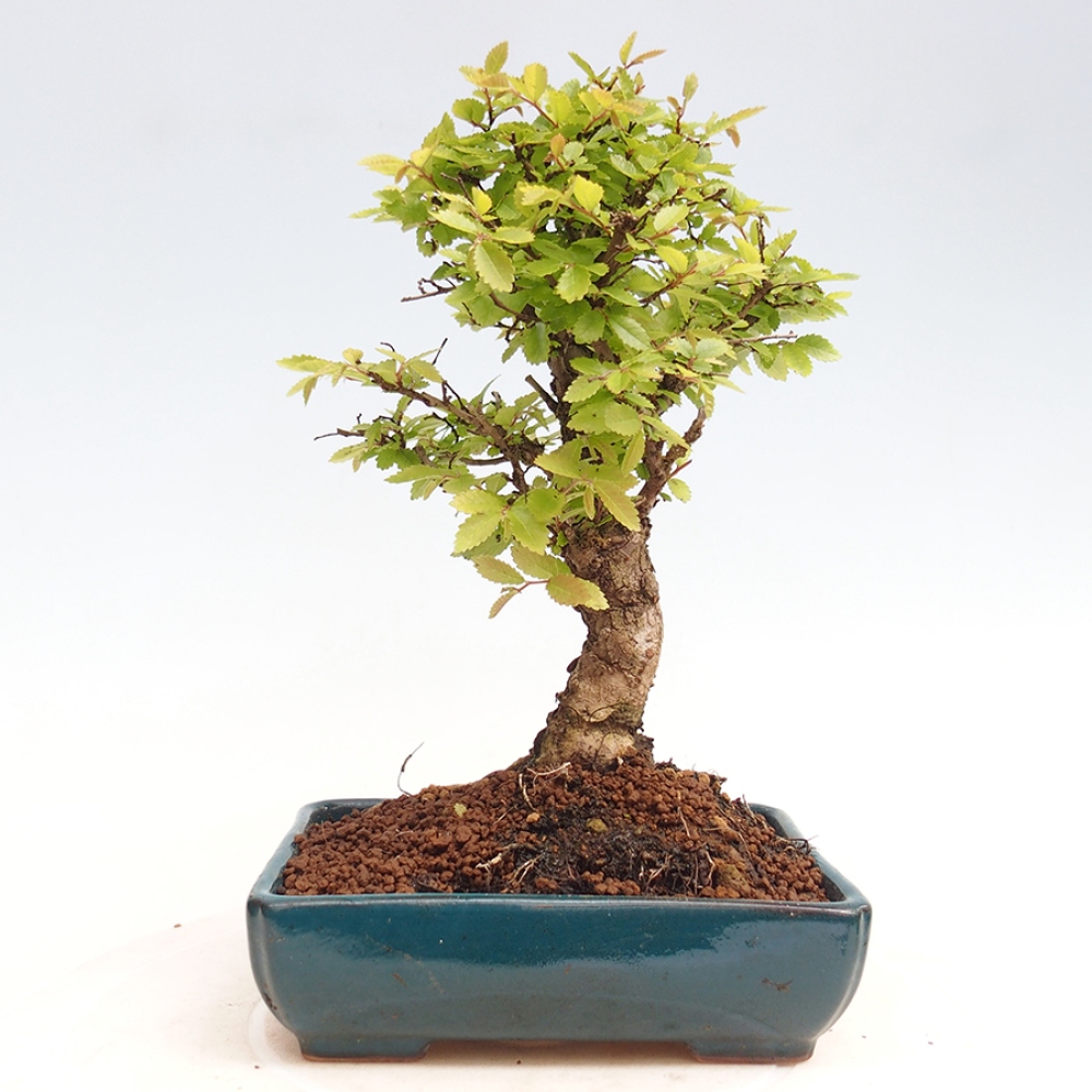 Bonsai de exterior - Zelkova - Zelkova NIRE
