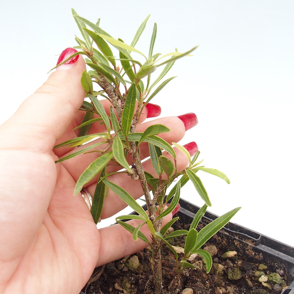 Bonsái de habitación - Ficus nerifolia - ficus de hoja pequeña en maceta