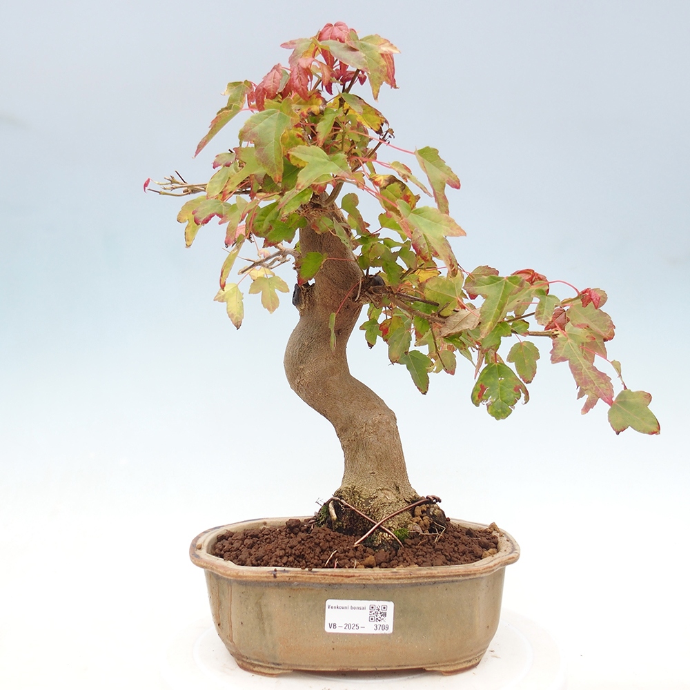 Bonsai de exterior - Acer Buergerianum - Arce hamburgués
