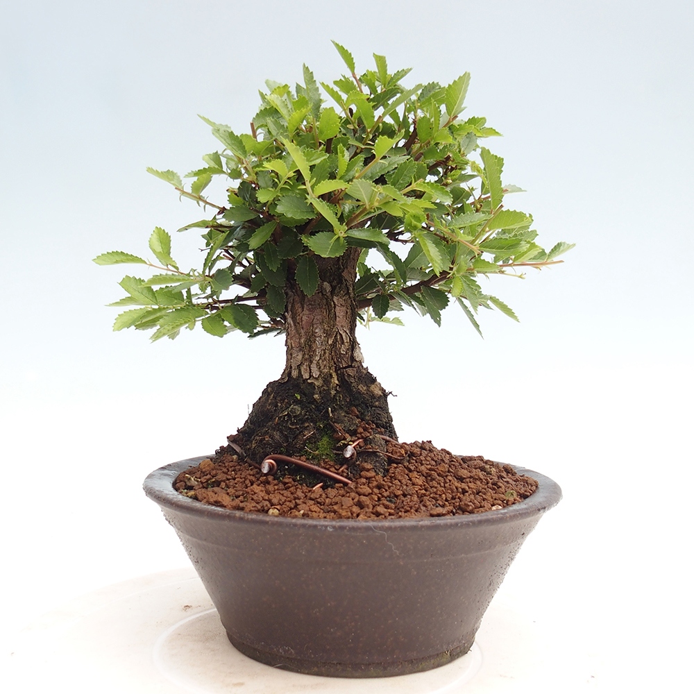Bonsai de exterior - Zelkova - Zelkova NIRE