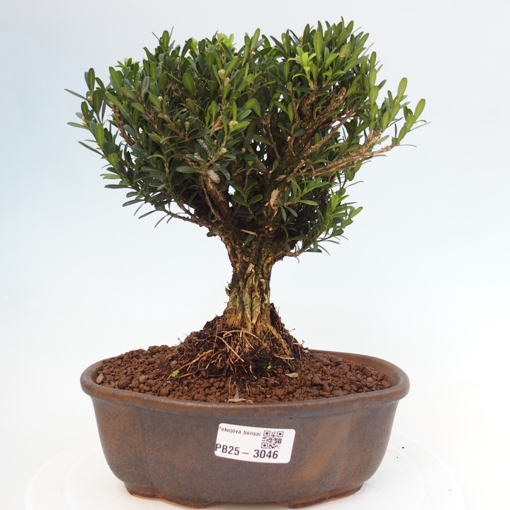 Bonsái de habitación - Buxus harlandii - buxus de corcho