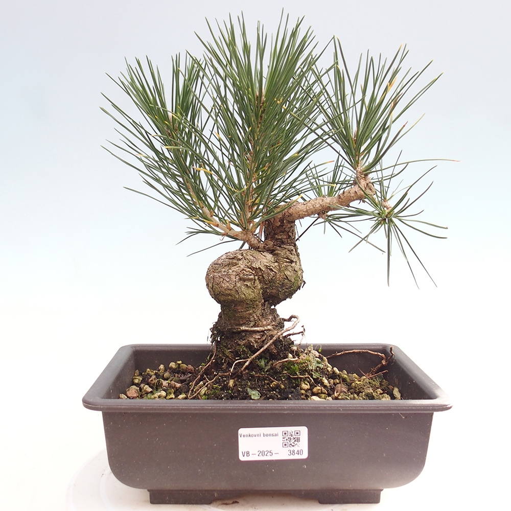 Bonsái de exterior - Pinus thunbergii - Pino Thunberg