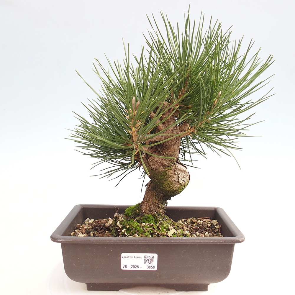 Bonsái de exterior - Pinus thunbergii - Pino Thunberg