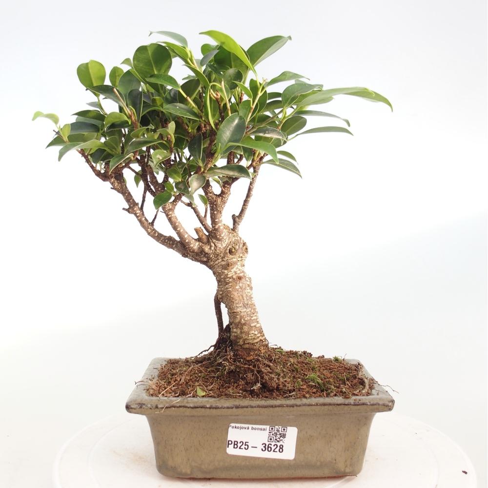 Bonsái de habitación - Ficus retusa - ficus de hoja pequeña