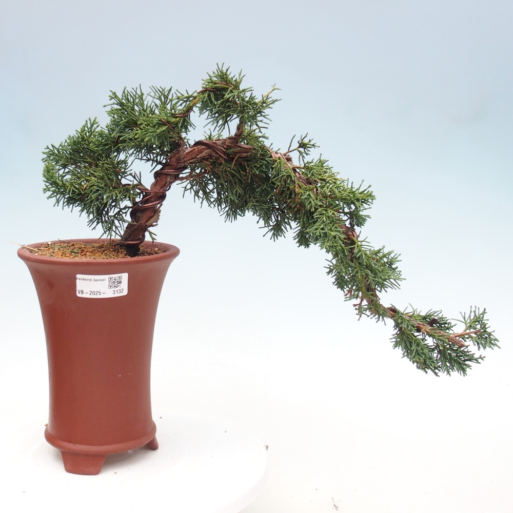 Bonsái de exterior - Juniperus chinensis Kishu