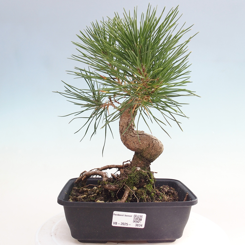 Bonsái de exterior - Pinus thunbergii - Pino Thunberg